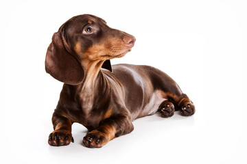 Puppy dachshund profile (isolated on white)