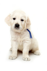 Golden retriever puppy sitting and looking at the camera (isolated on white)