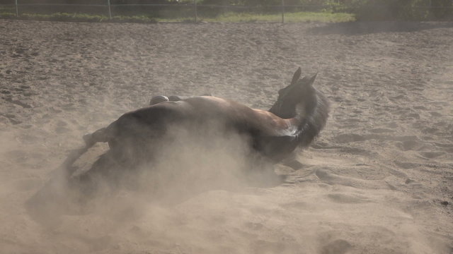 A horse basks in the sand slow motion