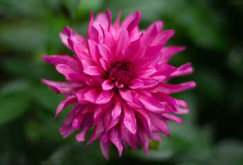 Obraz premium Purple Dahlia