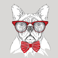 Image Portrait bulldog in the cravat and with glasses. Vector illustration. - 93541964