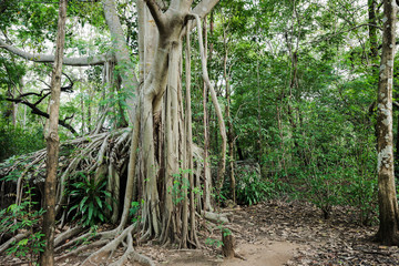Banyan tree roots cover a stone at the evergreen forest
