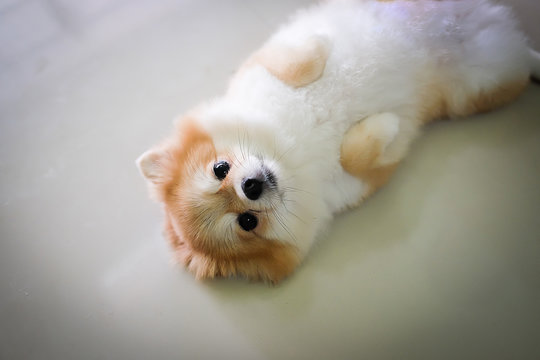 little Pomeranian dog on the tile floor