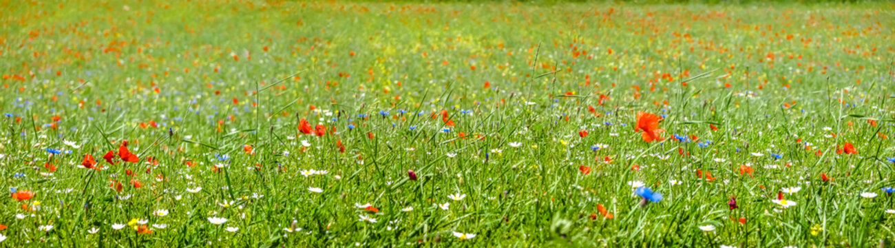 Fototapeta Colorful blooming wild flowers on the idyllic meadow at spring time in the sunshine