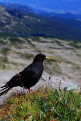Alpendohlen im Hochgebirge