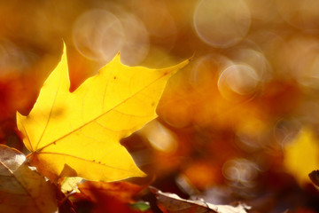 background texture of yellow leaves autumn leaf background