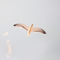 Seagull flying in blue sky