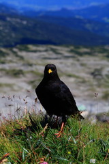 Alpendohlen im Hochgebirge