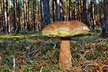 Beautiful boletus edulis