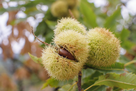 Chestnut (Castanea sativa) fruit in a branch