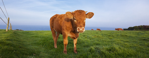 Panoramic view of brown cow - Powered by Adobe