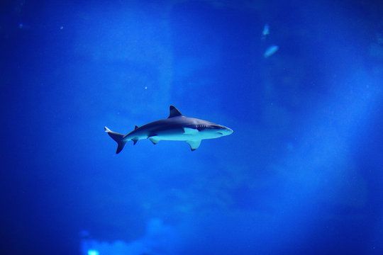 shark in the pool underwater photo