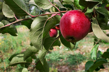 Natural apple on a tree branch closeup