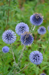 Purple globe thistle flowers