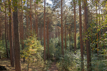 Waldweg in der Dahlener Heide