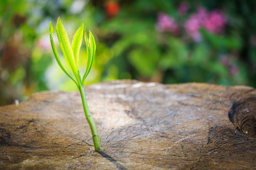New tree growth up on dead tree as business concept can be success