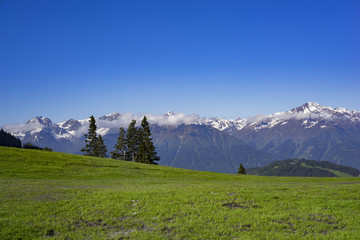 Fototapeta na wymiar Almwiese mit schneebedeckten Bergen im Hintergrund