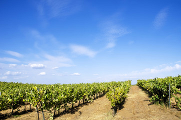 Fototapeta na wymiar Vineyard at Portugal, Alentejo region
