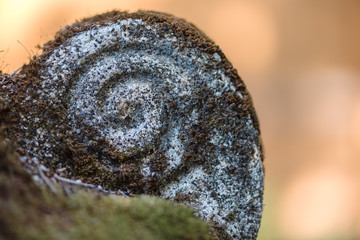 Fototapeta premium Sprial Rock with Moss