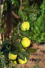 Quince pome fruits on field