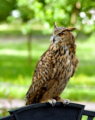full-grown owl sitting on a green blurred background.