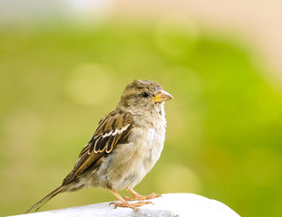 lonely sparrow sitting in the background of a green grass looks away.