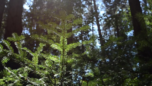 Pines and fir-trees, sunlight