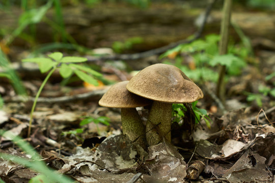 Boletus - edible mushroom.
