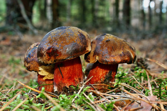 Edible boletus  luridiformis mushroom