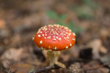 Fliegenpilz, amanita muscaria