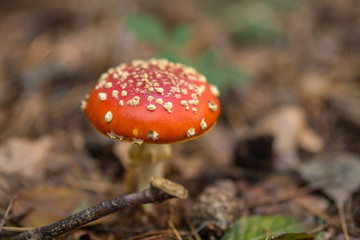 Fliegenpilz, amanita muscaria