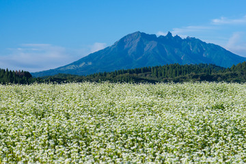 根子岳と蕎麦の花