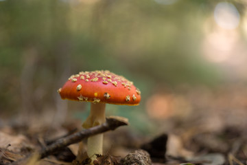 Fliegenpilz, amanita muscaria