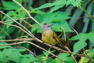 beautiful flavescent bulbul