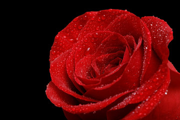 Single red rose with drops of dew isolated on black