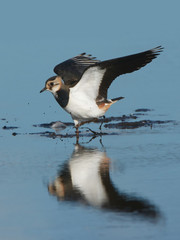 Northern Lapwing (Vanellus vanellus)