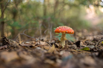 Fliegenpilz, amanita muscaria