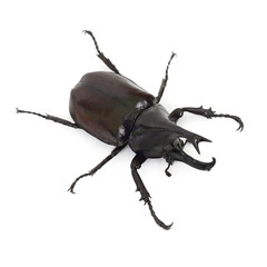 Beetle wing is also known as hard or that Xylotrupes gideon