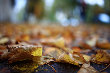 background autumn leaves in the park, nature