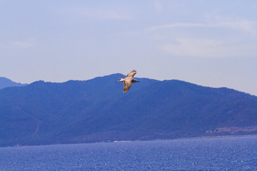 Feeding the seagulls from the ferry, Greece