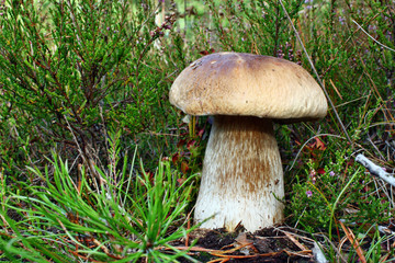 Beautiful boletus edulis