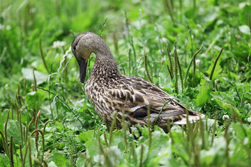 duck in city park