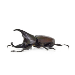 Beetle wing is also known as hard or that Xylotrupes gideon