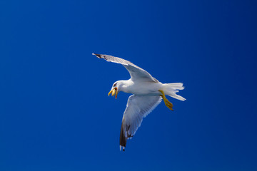 Feeding the seagulls from the ferry, Greece