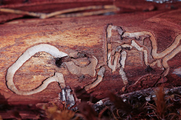 texture of old wood borers pitted