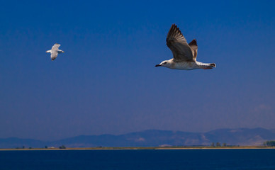 Feeding the seagulls from the ferry, Greece