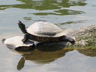Obraz premium Schildkröte beim Sonnenbad