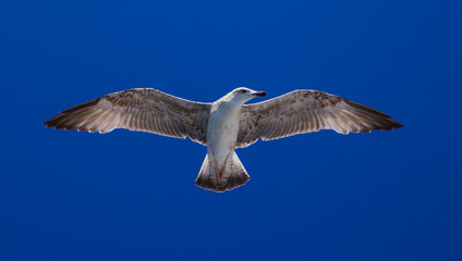 Feeding the seagulls from the ferry, Greece