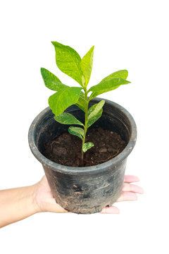 Female holding tree in pot on isolated background