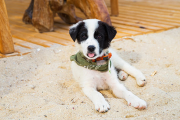 Young cute dog gaped on the beach